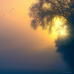 Birds Singing with Romantic Piano - Dreaming