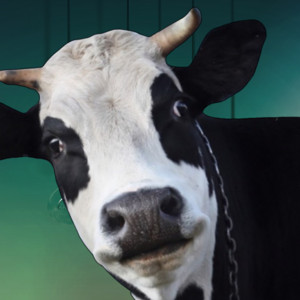 Leonardo Travensoli - Animal Funny