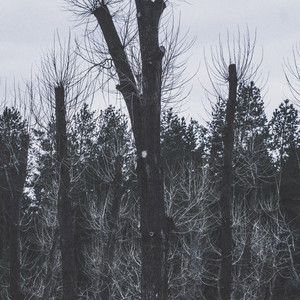 Wierless — Verdant