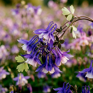 Columbine by Ziul
