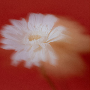 Canto Alegre by Mirage Collective
