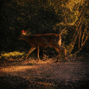 Doe by People You Know