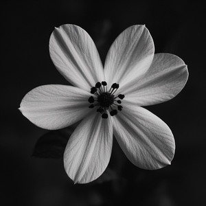 Life Shines Louder by topan verando