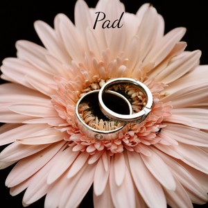 gerbera daisy by PAD