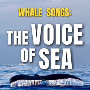 Whale Songs: The Voice of Sea album
