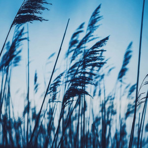 Dormancy by Slow Eyes