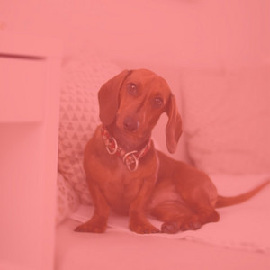 Tenor Sax Chill Out - Background Music for Calming Pups album