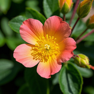 tokari manades - Rise, Run, Repeat