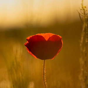 Love is an Open Door by Day Dreamer