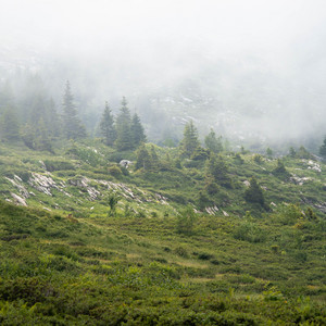 The Silent Slope by Nordtone, Fogrest