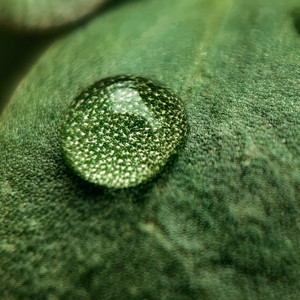 Dew Drop by Koji Koi