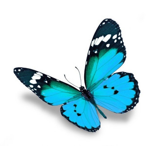 butterfly