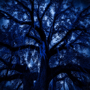 ECHO by Trey Warner