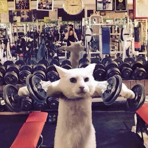 Todo De Ti Hardstyle GymRat