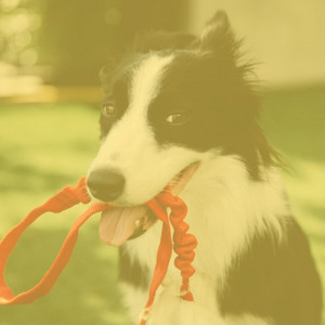Bartione Sax solo - Ambiance for The Cutest Dogs album