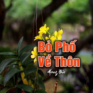 Hải Đăng - Bỏ Phố Về Thôn
