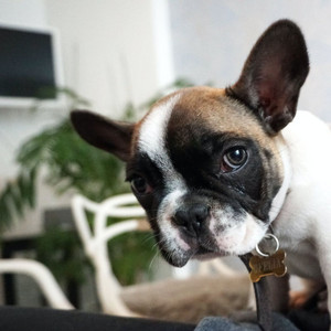 Music for Chilled Dog Moments (Trumpet Solo) album