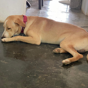 Jose Alonzo MC22 - La llamada de 099999