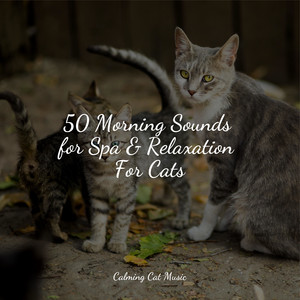 50 Morning Sounds for Spa & Relaxation For Cats album