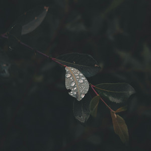 Ellipsis by Wandr