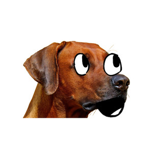Обкладинка: If you get a dog, I’ll get one too