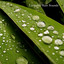 Raindrops on a Metal Roof cover
