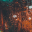 Nature Howling in Rain cover
