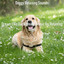 Dream Like Background Music for Relaxing Dogs cover