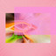Funky Trumpet Bossa - Ambiance for Colorful Puppy cover