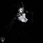 Kraus (NZ) - Princess from the Moon