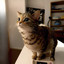 Meow Number 9 (Cat Music) cover