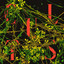 Host cover