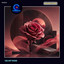 Velvet Rose