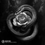 Desert Rose cover