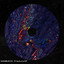 MAMBUCCA — Barok cover art