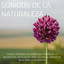 Sonidos de lluvia cover