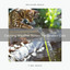 Calming Weather Noises For Dearest Cats cover