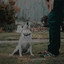 50 Timeless Relaxed Tracks For Dogs cover