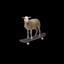 Zibbo Dry Bone profile