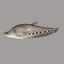 Knifefish