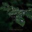 40 Zen Rain Sounds for a Peaceful Sleep cover