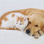 Pet Harmony: Rain Music for Creating a Harmonious Environment for Your Pet cover
