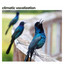 Climatic Vocalization cover