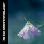 The Rain Is My Favorite Lullaby cover