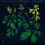 A Grain of Rice - Anne-Marie Sanderson