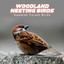 Woodland Nesting Birds cover