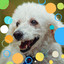 Bubbly Jazz Ballad - Bgm for Calming Your Doggie cover
