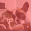 Wonderful Music for Dog Cafes - Sax Jazz cover