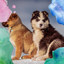 Soulful Background for Dog Cafes cover