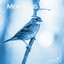 Morning Bird cover